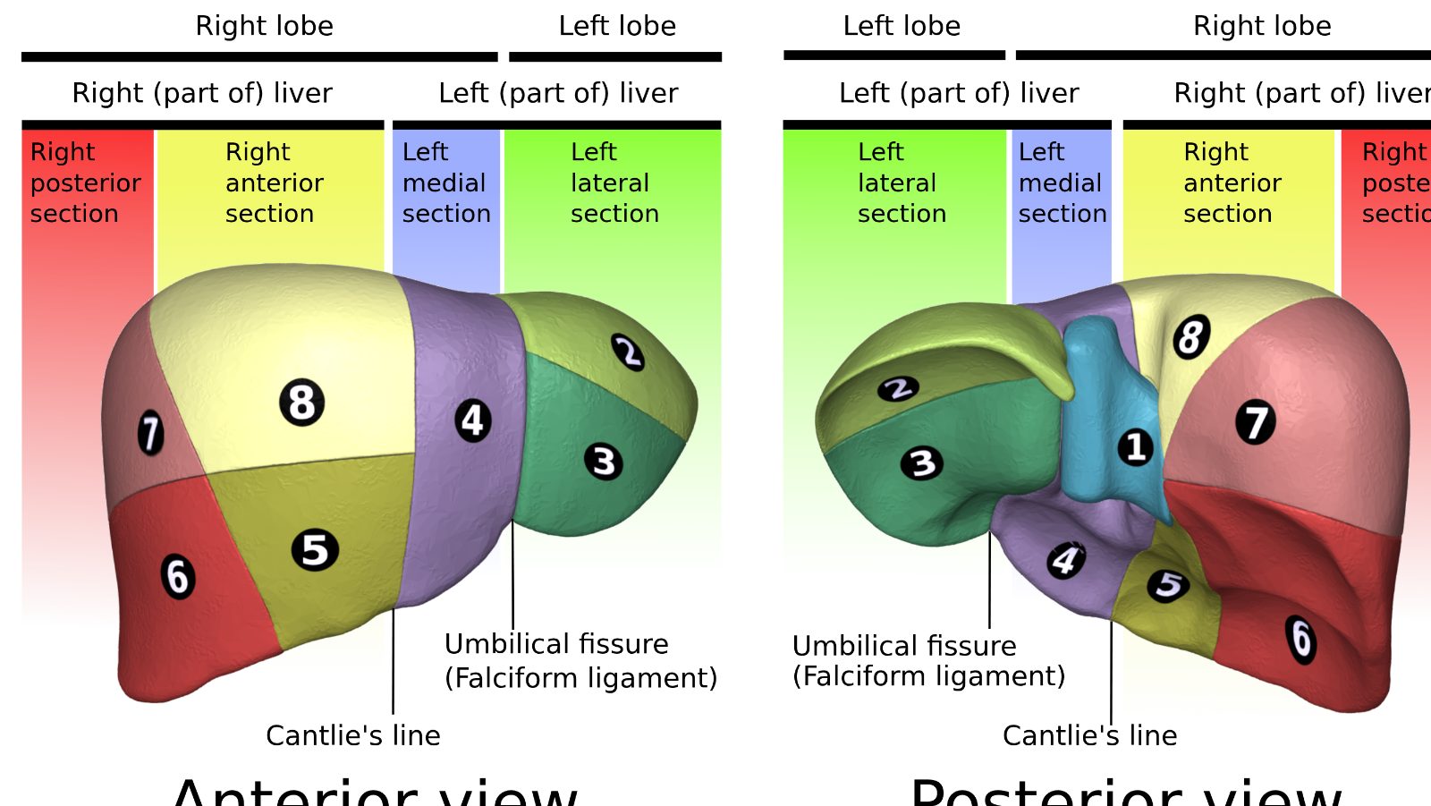 Couinaud liver segmentation diagram showing all eight segments (I–VIII) with colour-coded sections, hepatic vein planes, and lobe labels — anterior and posterior views